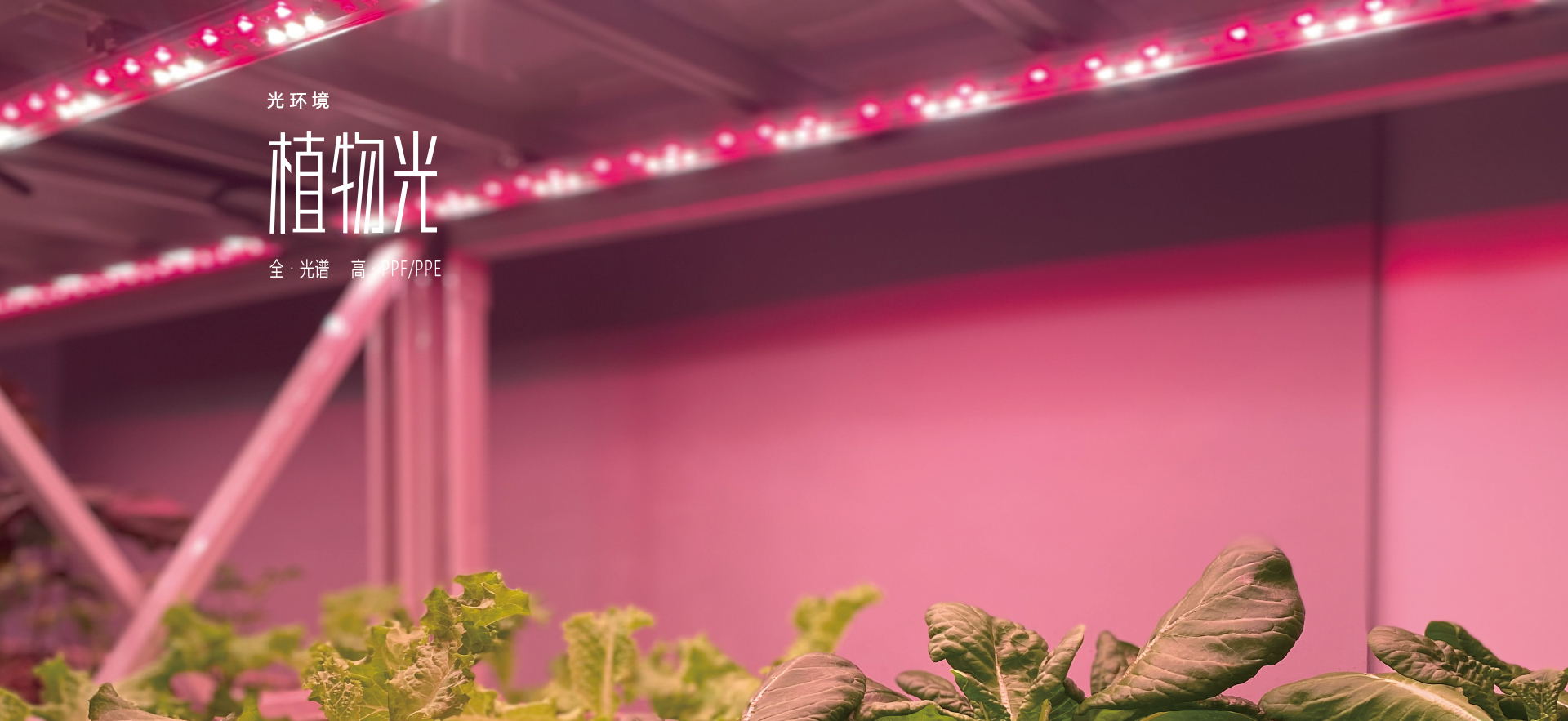 植物照明
